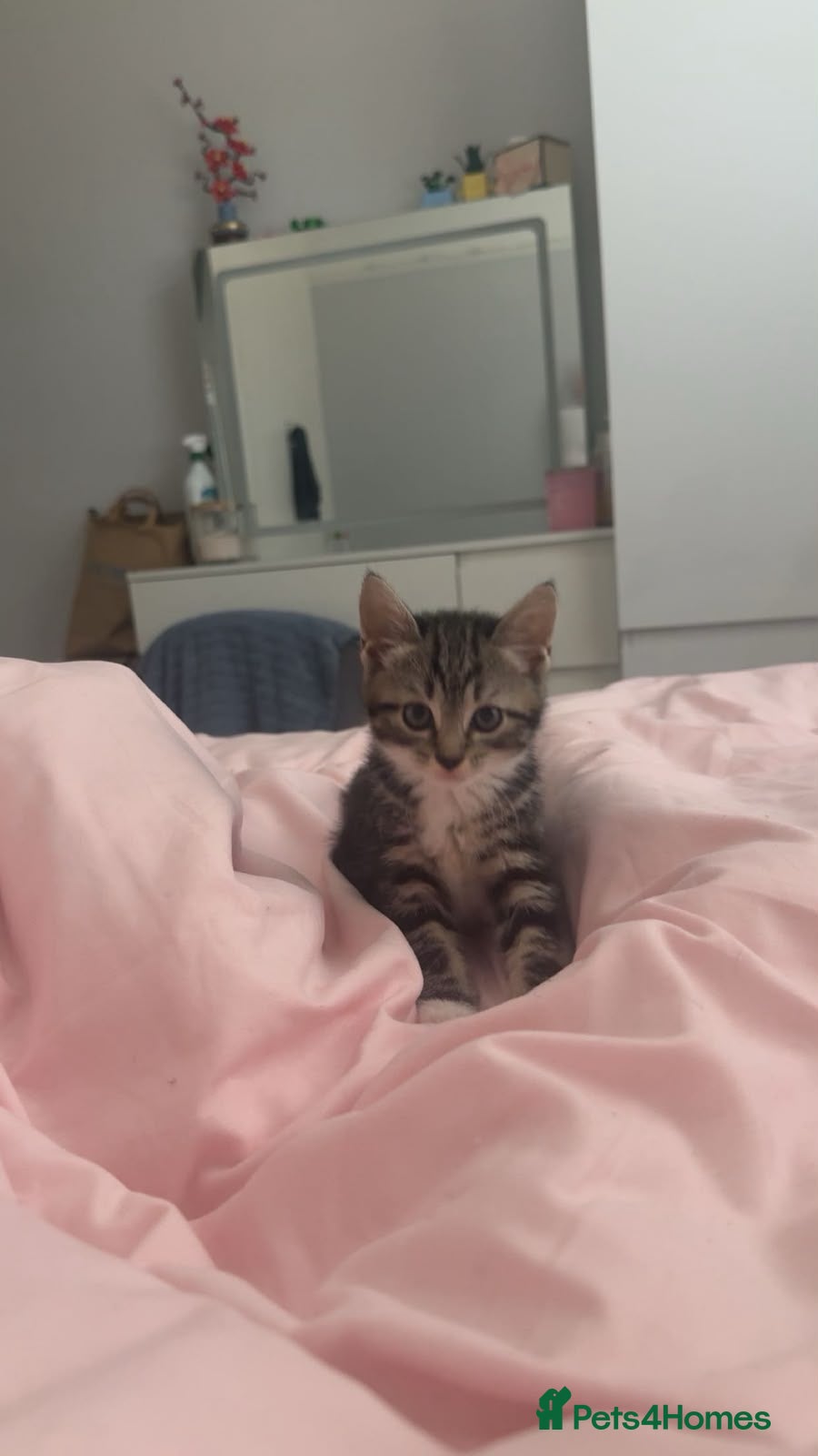 Mixed Breed cats Kittens  - Advert 12