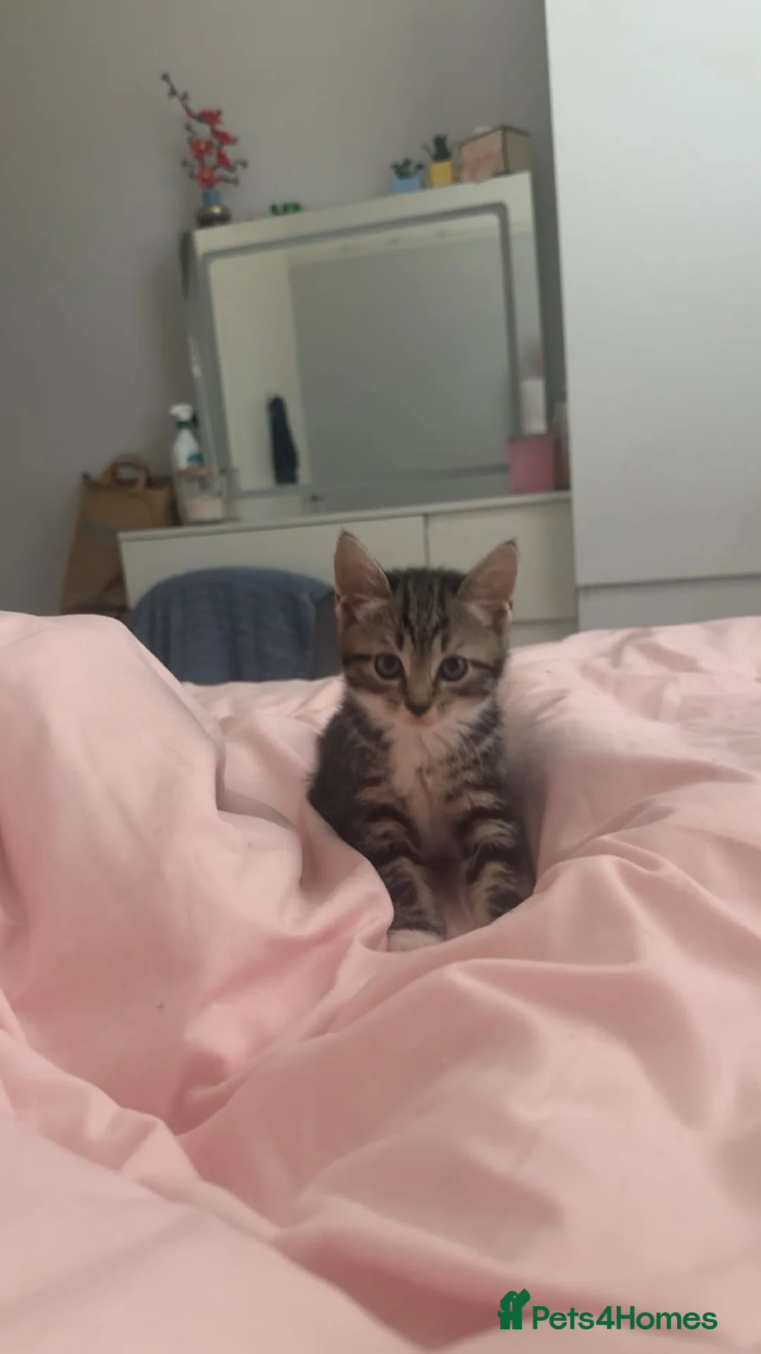 Mixed Breed cats for sale: Kittens  - Advert 2