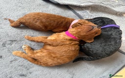 Labradoodle dogs for sale: Miniature Labradoodle F1BB Puppies - Image 5