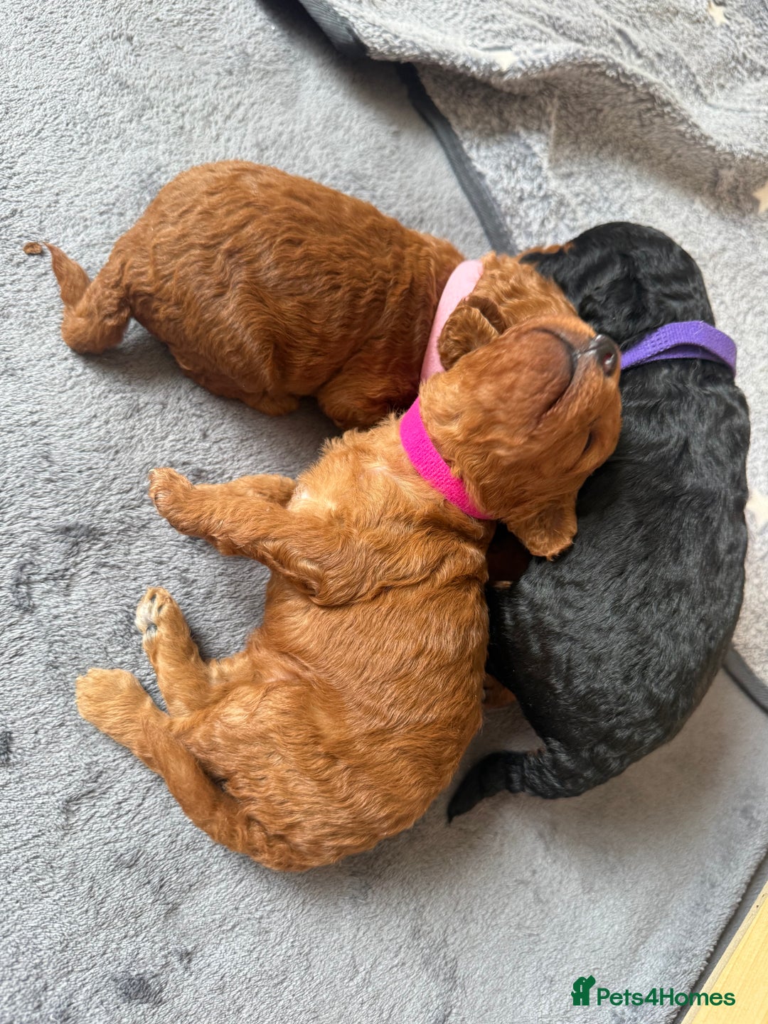 Labradoodle dogs for sale: Miniature Labradoodle F1BB Puppies - Image 5