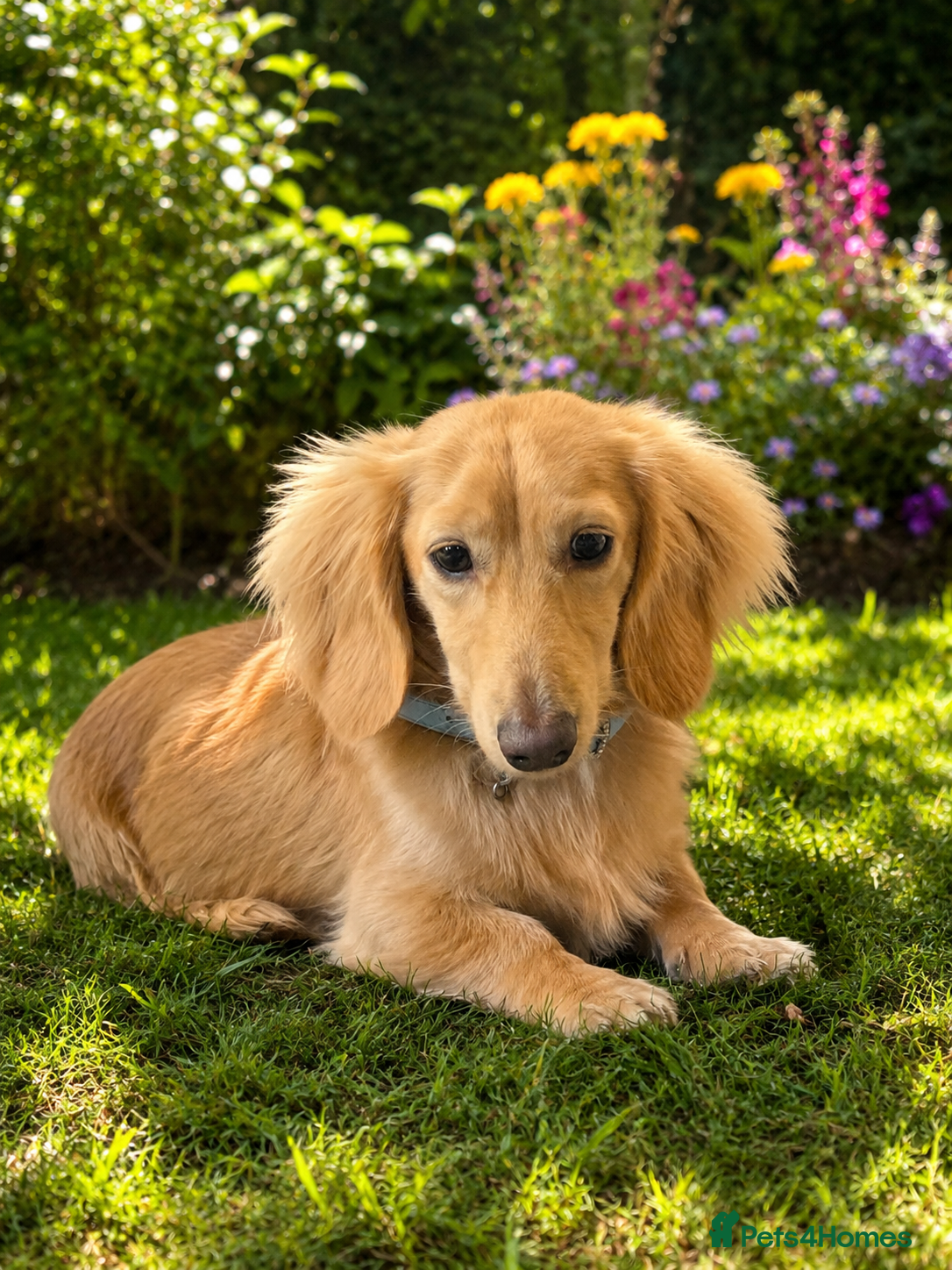 Miniature Dachshund dogs Beautiful Long Haired Full Cream Dachshund *Stud* - Advert 16