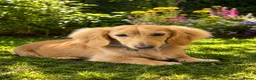 Miniature Dachshund dogs for stud: Beautiful Long Haired Full Cream Dachshund *Stud* - Advert 1