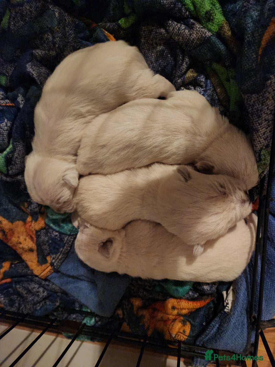 West Highland Terrier dogs for sale: West Highland White Terrier puppies - Advert 2