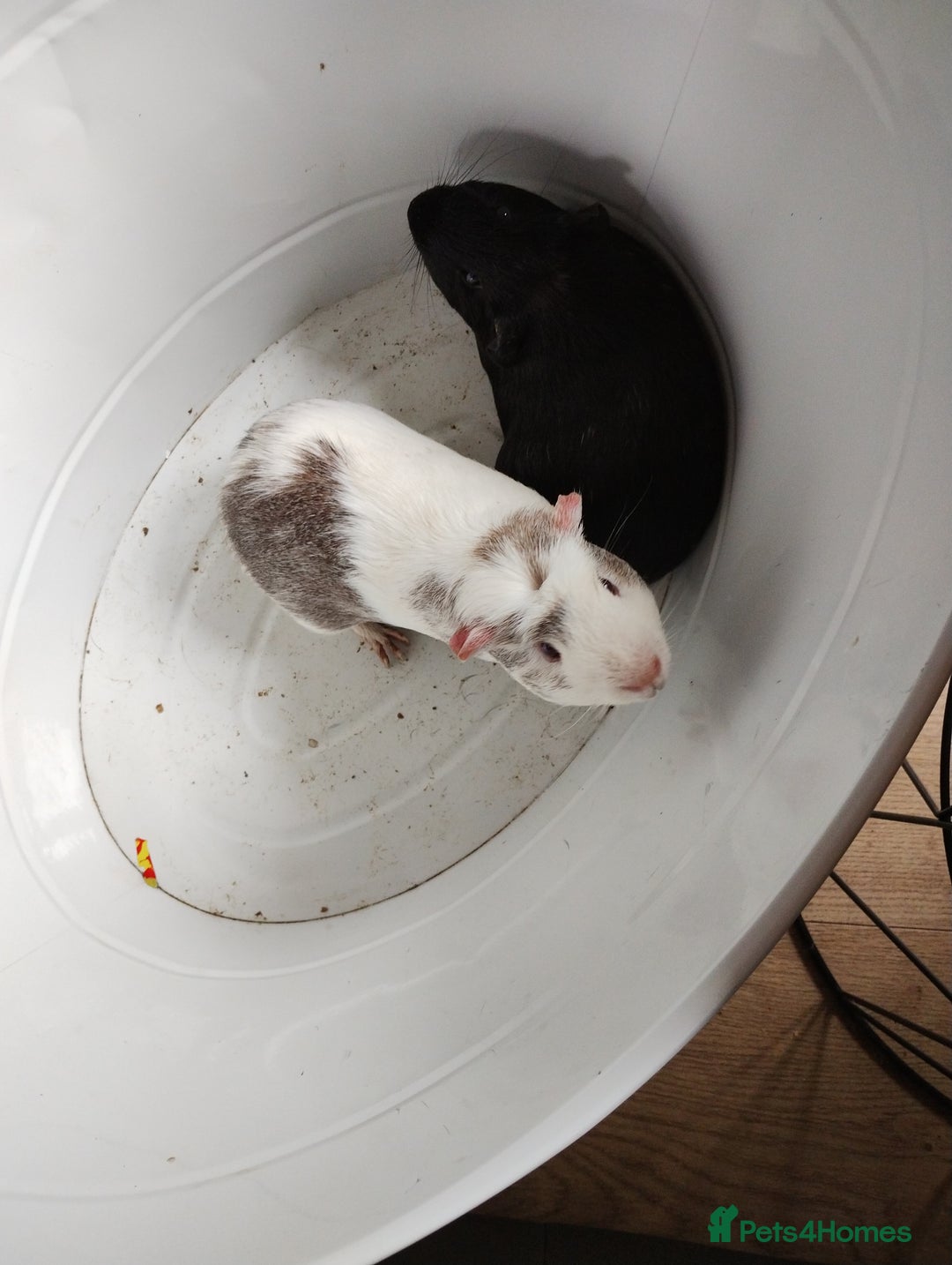 Guinea Pig rodents for sale: 2 guinea pigs needing a forever home  - Image 2