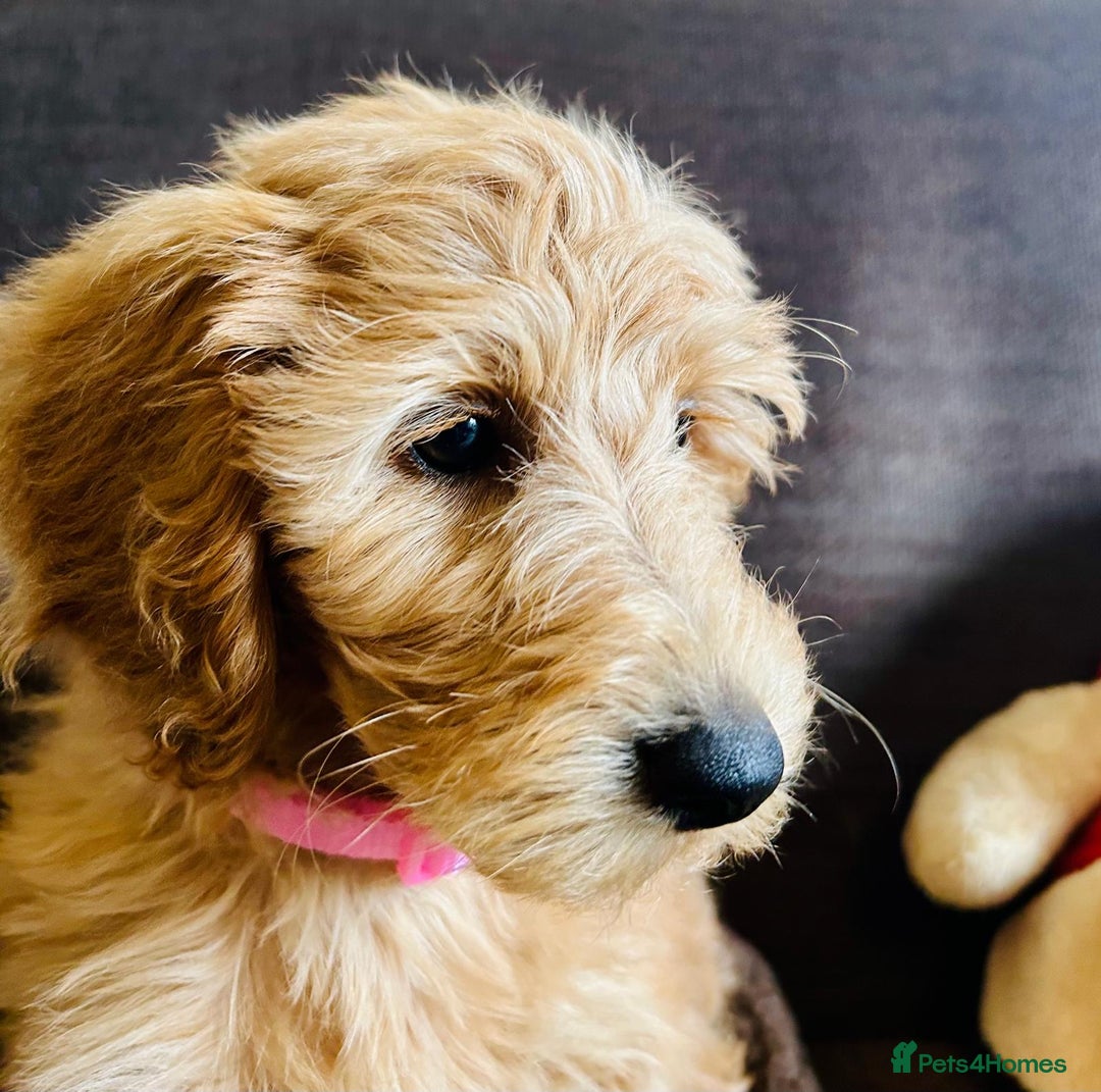 Labradoodle dogs for sale:  Adorable 🥰 Miniature Labradoodle Puppies F2B  - Image 35