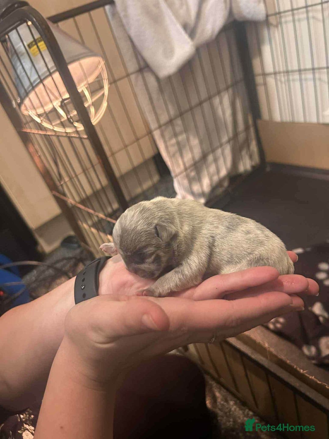 French Bulldog dogs for sale: Two gorgeous French bulldog males  - Advert 6