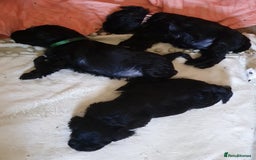 Miniature Schnauzer dogs for sale: Beautiful all Black litter  - Image 2
