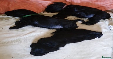 Miniature Schnauzer dogs - Advert 14