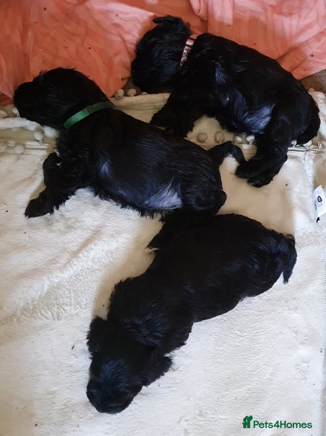 Miniature Schnauzer dogs for sale: Beautiful all Black litter  - Image 2