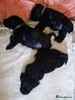 Miniature Schnauzer dogs - Advert 10