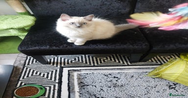 Ragdoll cats Adorable purebred original Ragdoll boy. 🐱 - Advert 1