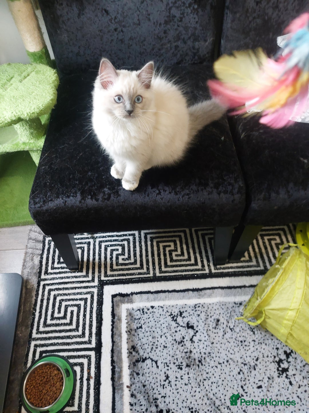 Ragdoll cats for sale: Adorable purebred original Ragdoll boy. 🐱 - Advert 4