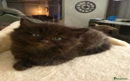 Ragdoll cats for sale: Ragdol mix 4 girls 1 boy - Image 9