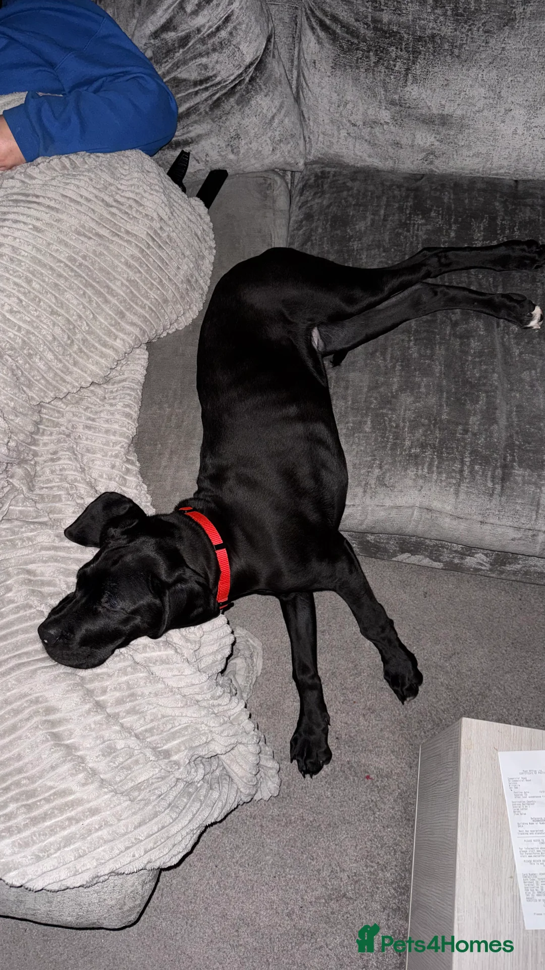 Cane Corso dogs for sale: Great Dane x cane corso  - Advert 3