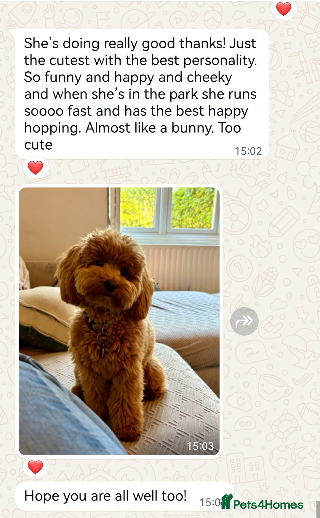 Maltipoo dogs for sale: DNA health tested maltipoo puppies  - Advert 18