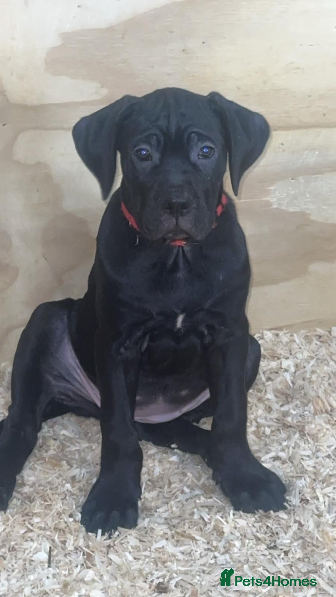 Cane Corso dogs for sale: Beautiful Cane Corso Puppies. - Advert 6