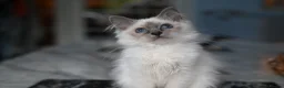 Birman cats for sale: GCCF Blue Point Birman girl (Only 1 Girl Left) - Advert 7