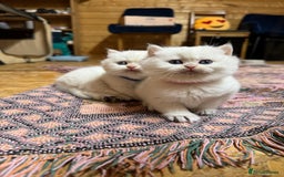 British Shorthair cats for sale: ❤️ White, gold tipped British shorthairs ❤️ in Slough - Image 1
