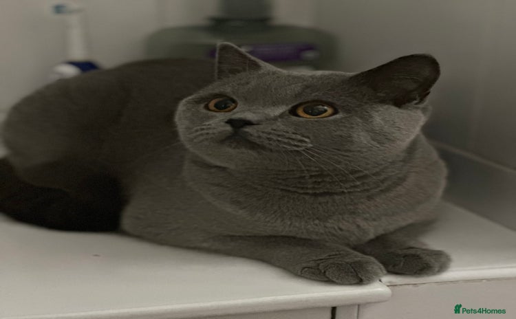 British Shorthair cats - Advert 10