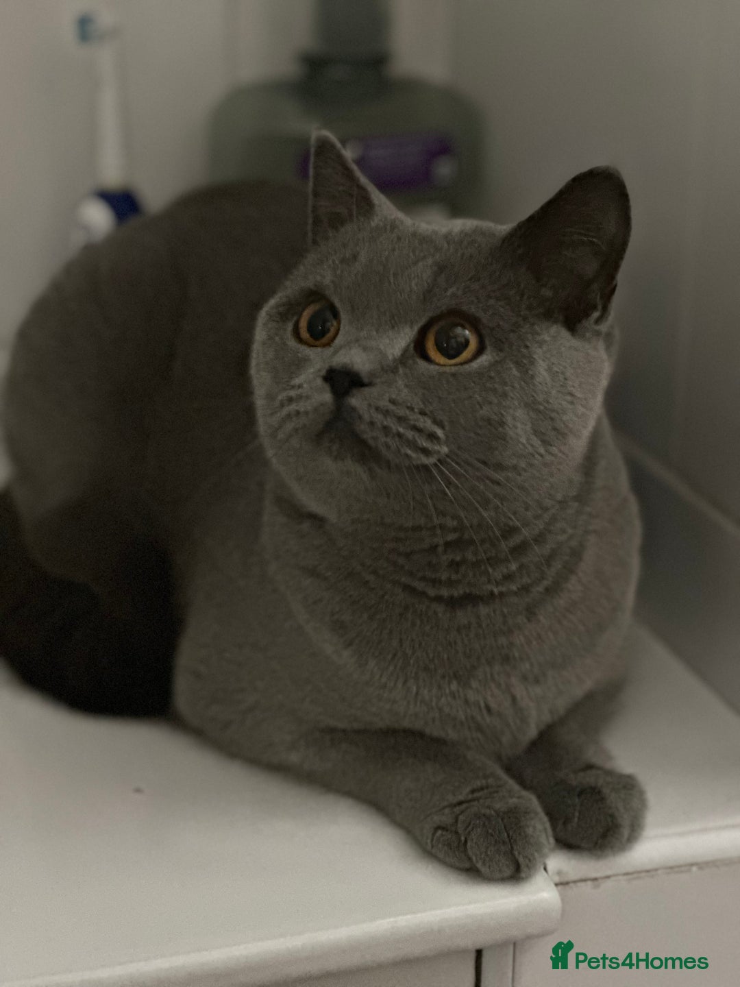 British Shorthair cats for sale: Beautiful blue girl - Image 1