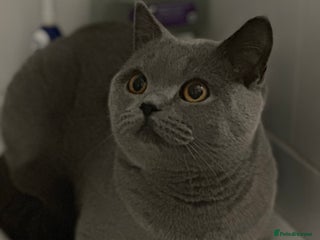 British Shorthair cats Beautiful blue girl - Advert 1