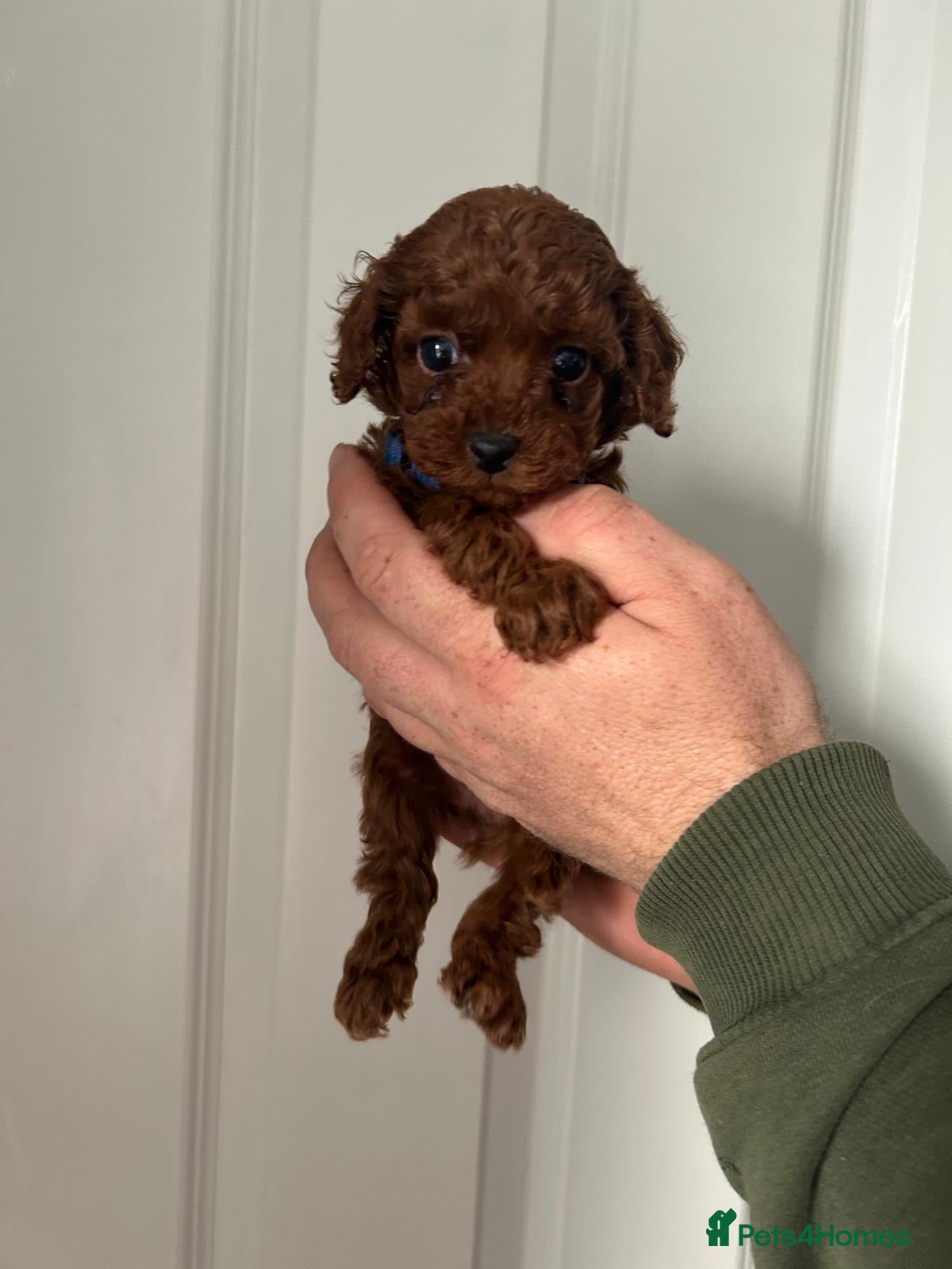 Toy Poodle dogs Beautiful Asian Toy Poodles  - Advert 2