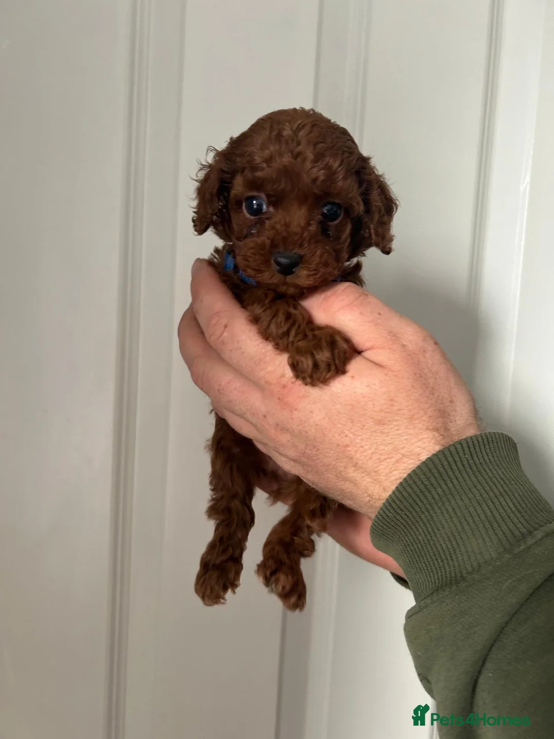 Toy Poodle dogs for sale: Beautiful Asian Toy Poodles  - Advert 2