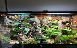 Gecko reptiles for sale: Crested gecko and custom viv - Image 2