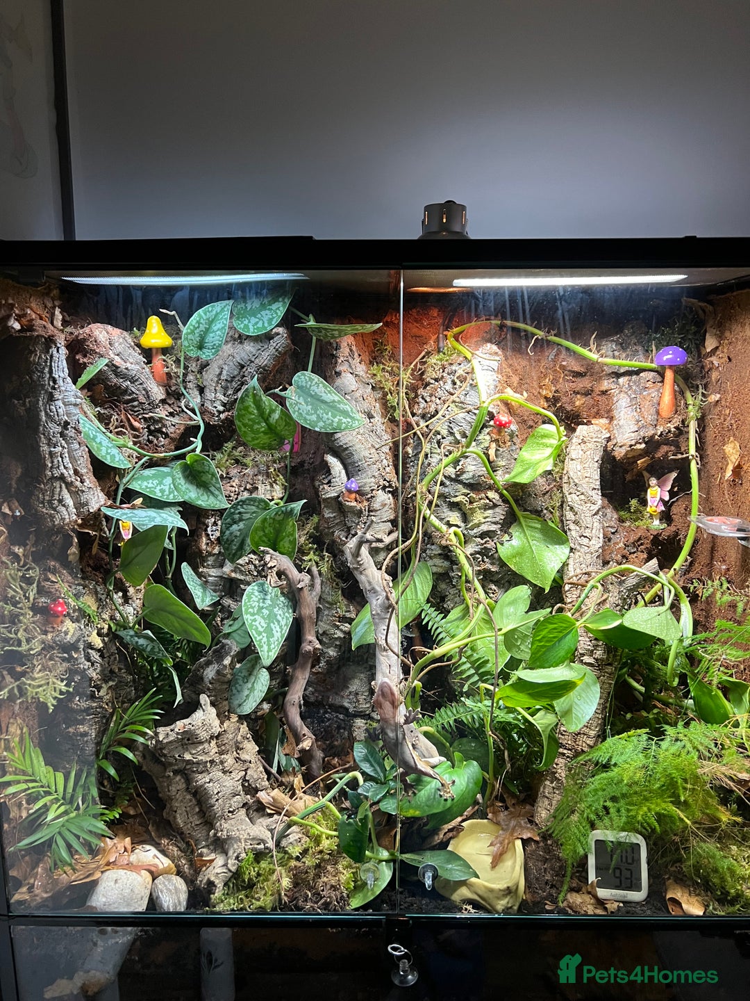 Gecko reptiles for sale: Crested gecko and custom viv - Image 2