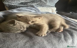 British Shorthair cats for sale: Beautiful British blue Kittens in Sheffield - Image 4