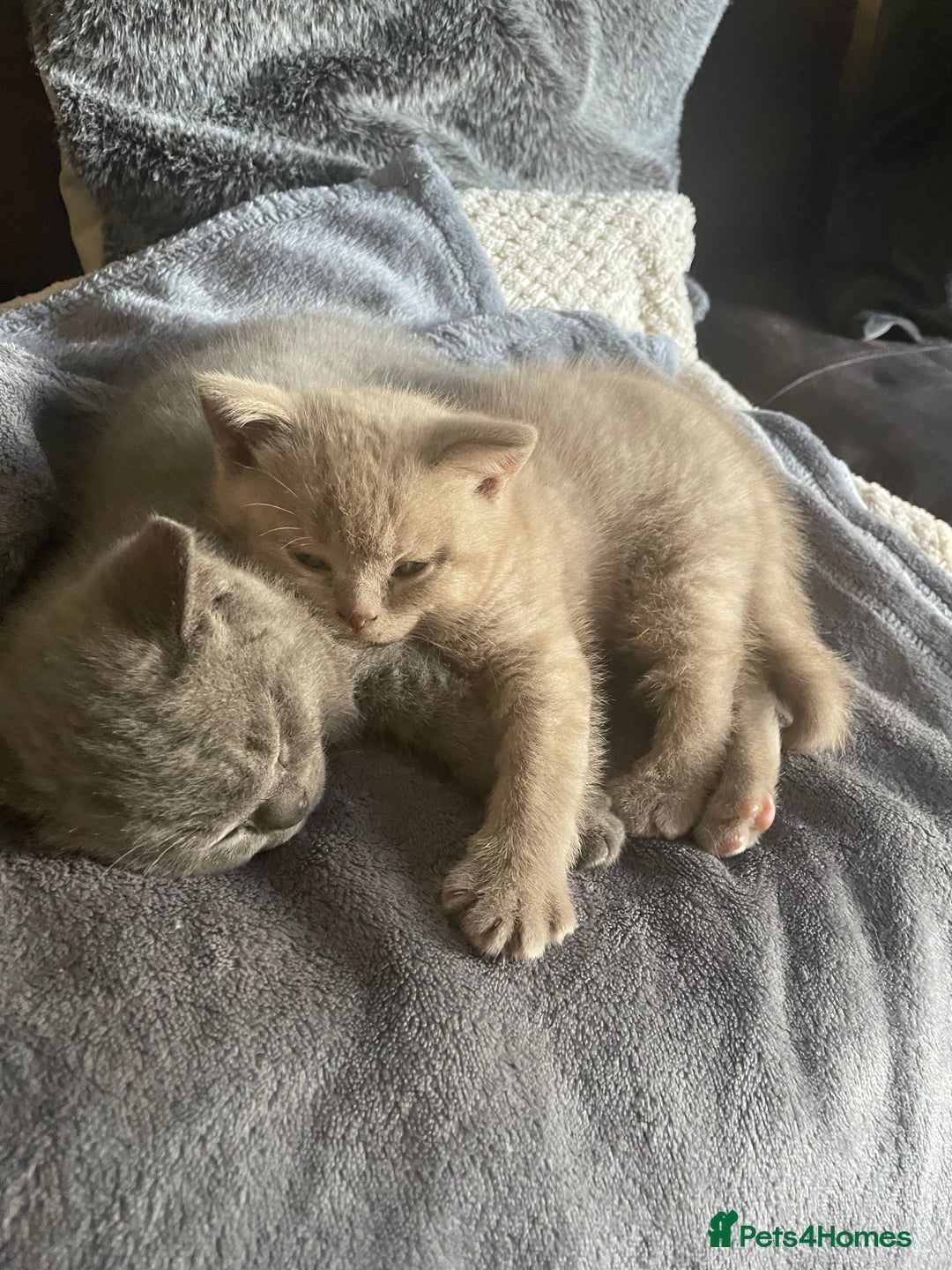 British Shorthair cats for sale: Beautiful British blue Kittens in Sheffield - Image 4