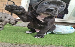 Mixed Breed dogs for sale: HARLEQUINN CANE CORSO X AMERICAN BULLDOGGE - Image 13
