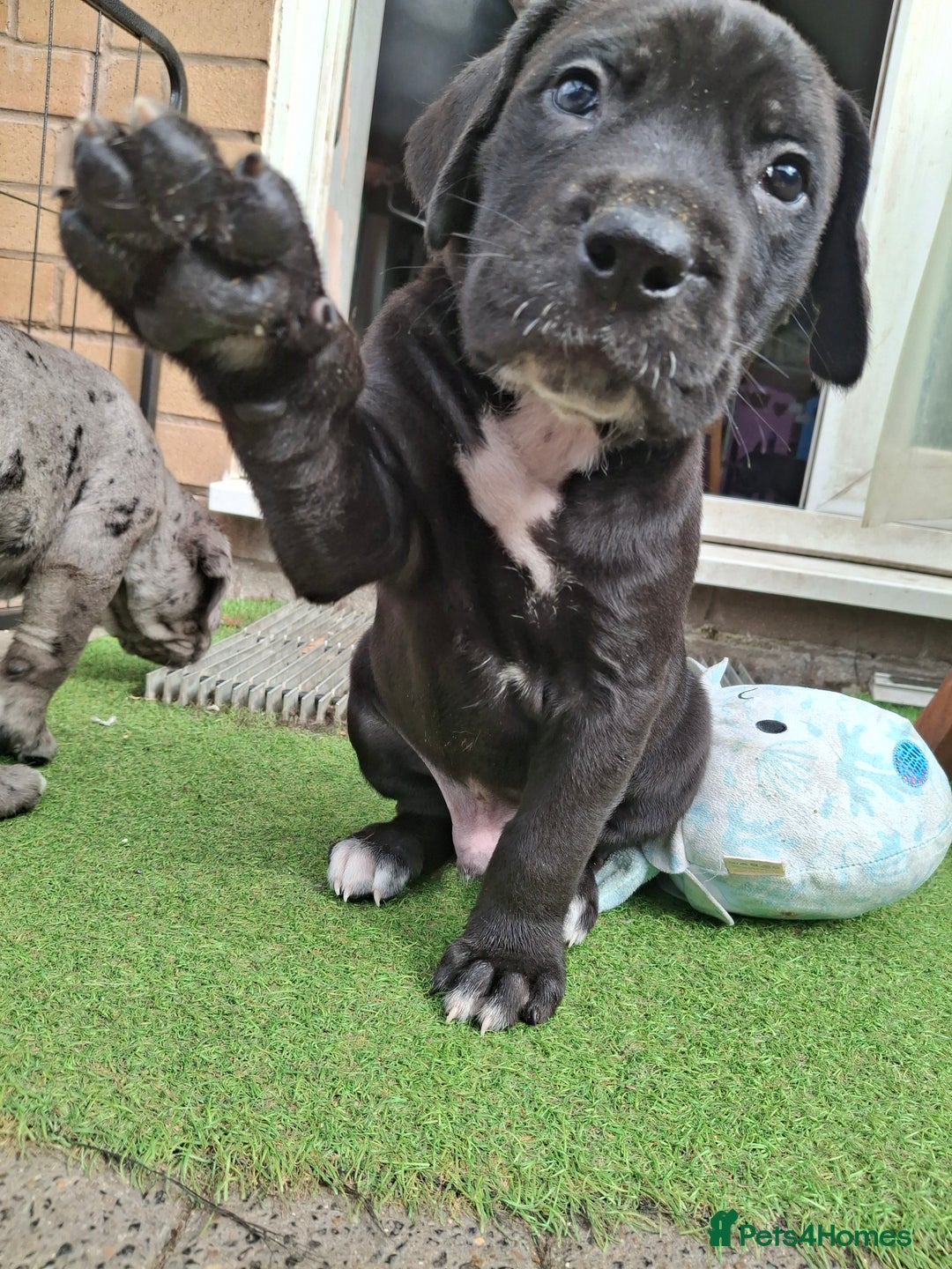 Mixed Breed dogs for sale: HARLEQUINN CANE CORSO X AMERICAN BULLDOGGE - Image 13