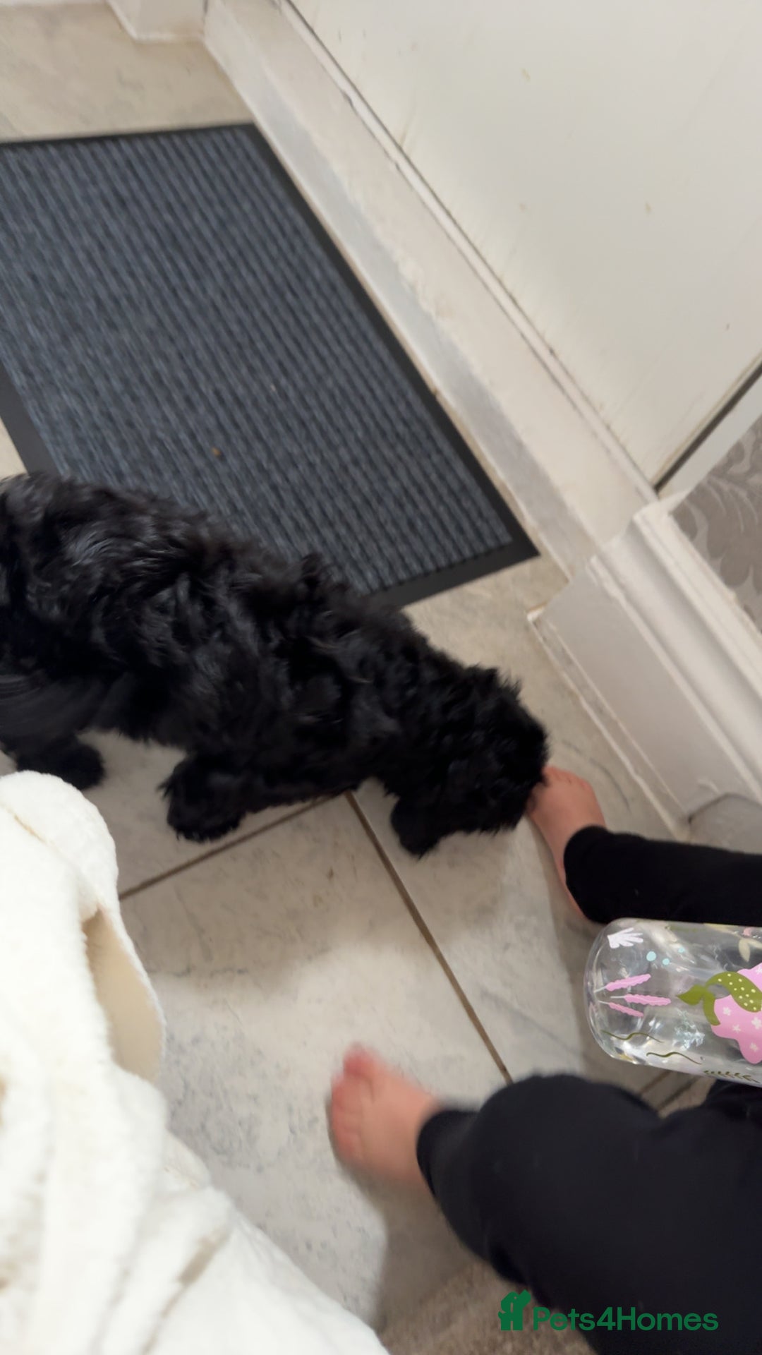 Cockapoo dogs for sale: F1 Cockapoo  - Image 5