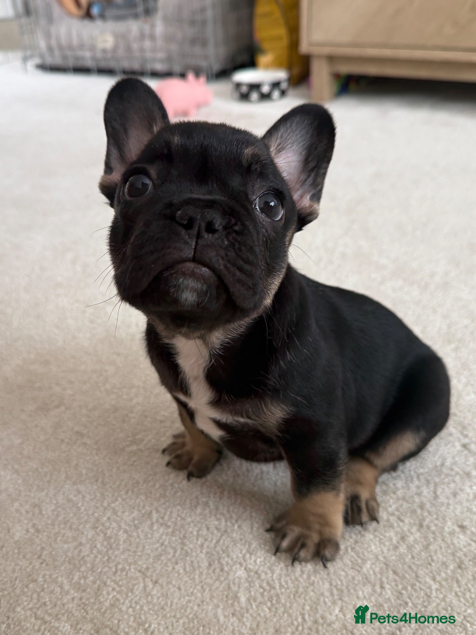 French Bulldog dogs Bert - KC registered French bulldog puppy - Advert 1