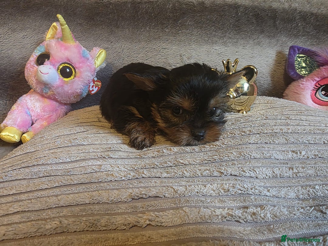 Yorkshire Terrier dogs for sale: Miniature Pedigree Yorkshire Terrier Puppies - Image 15