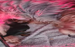 Yorkshire Terrier dogs for sale: Tiny beautiful Yorkshire Terrier - Image 16