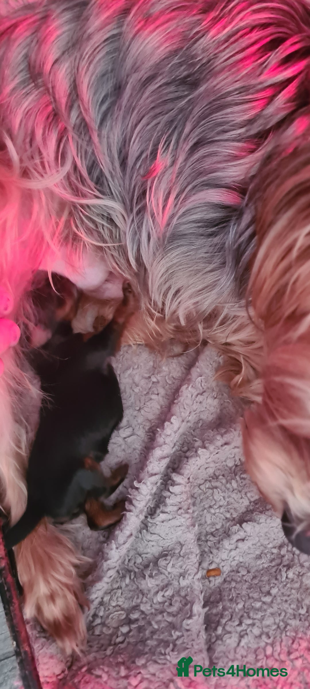 Yorkshire Terrier dogs for sale: Tiny beautiful Yorkshire Terrier - Image 16