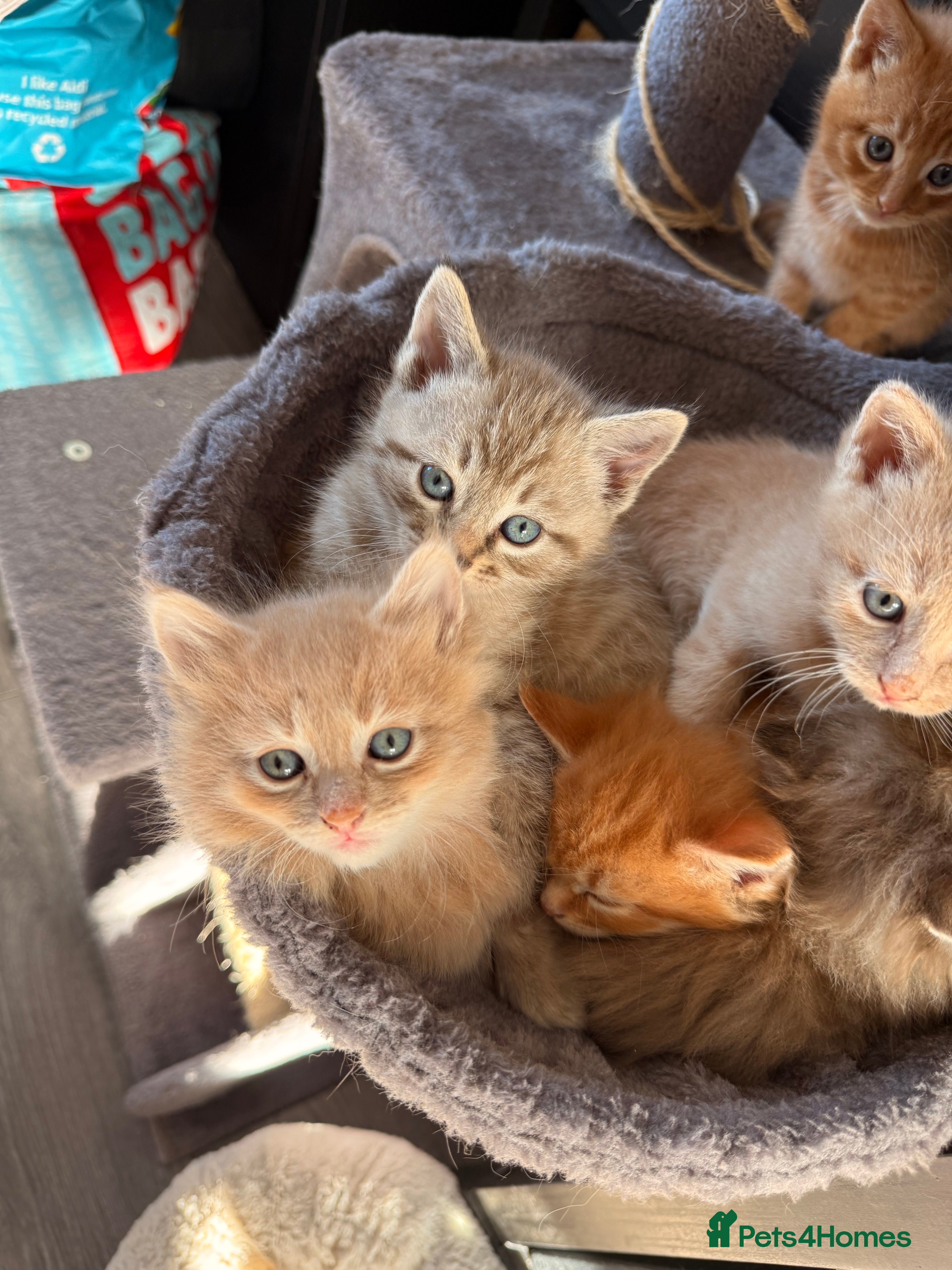 Mixed Breed cats Beautiful grey tabby kitten (ONE LEFT) - Advert 18