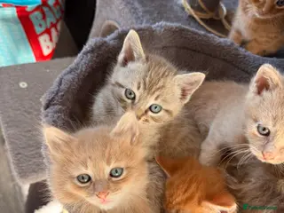 Mixed Breed cats Beautiful grey tabby kitten (ONE LEFT) - Advert 18