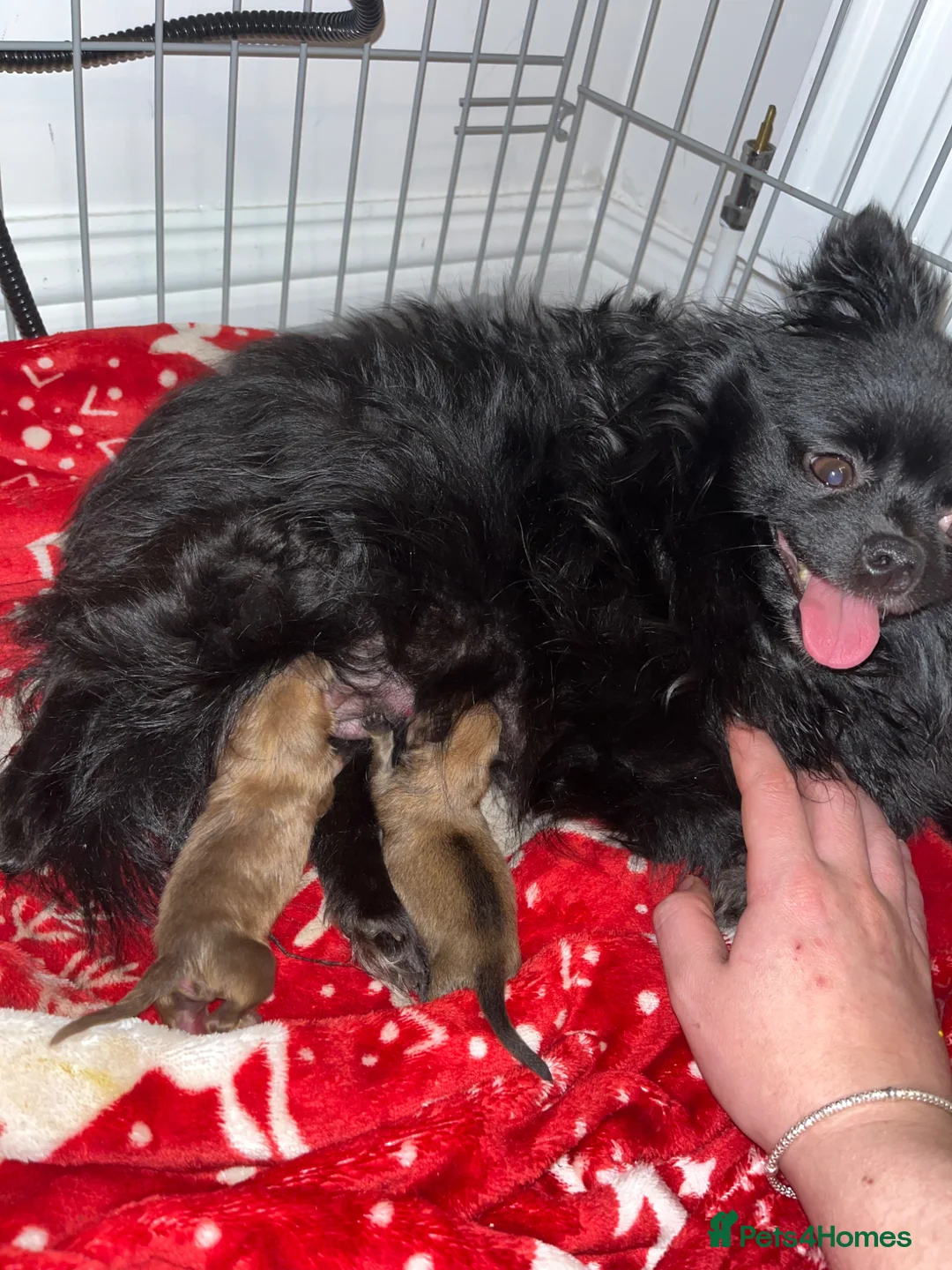 Pomeranian dogs for sale: Adorable Pomeranian Puppies👀🏡 🐾 - Advert 2