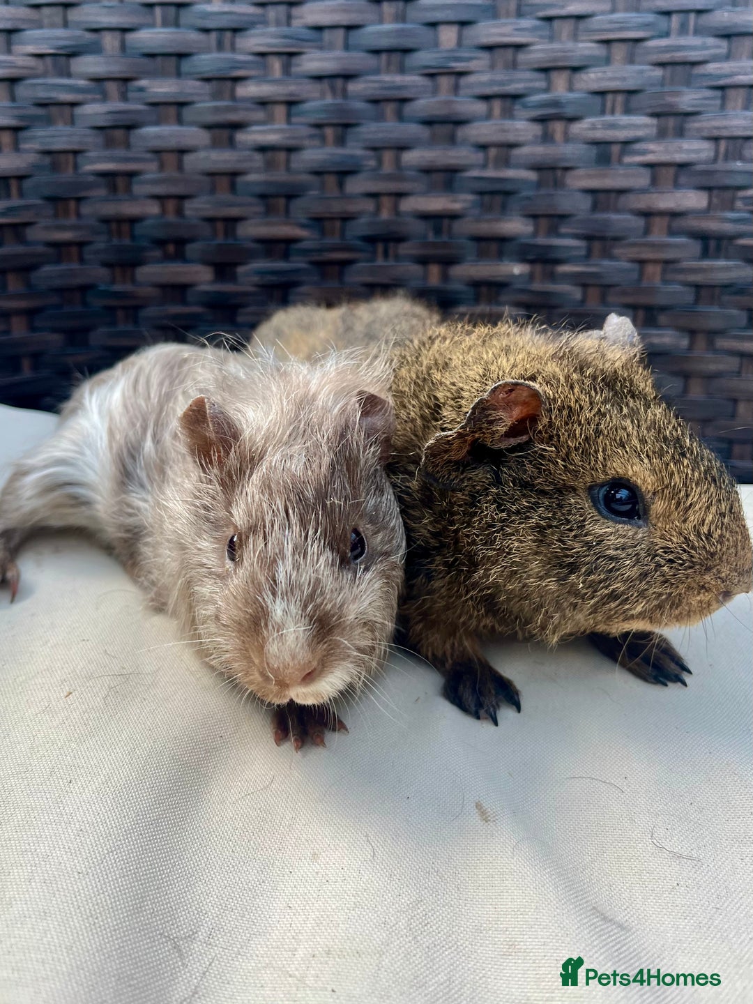 Guinea Pig rodents for sale: Baby guinea pigs - Advert 2