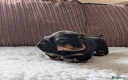 Miniature Dachshund dogs for sale: Male Miniature Dachshund Puppy  - Image 3