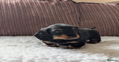 Miniature Dachshund dogs - Advert 6