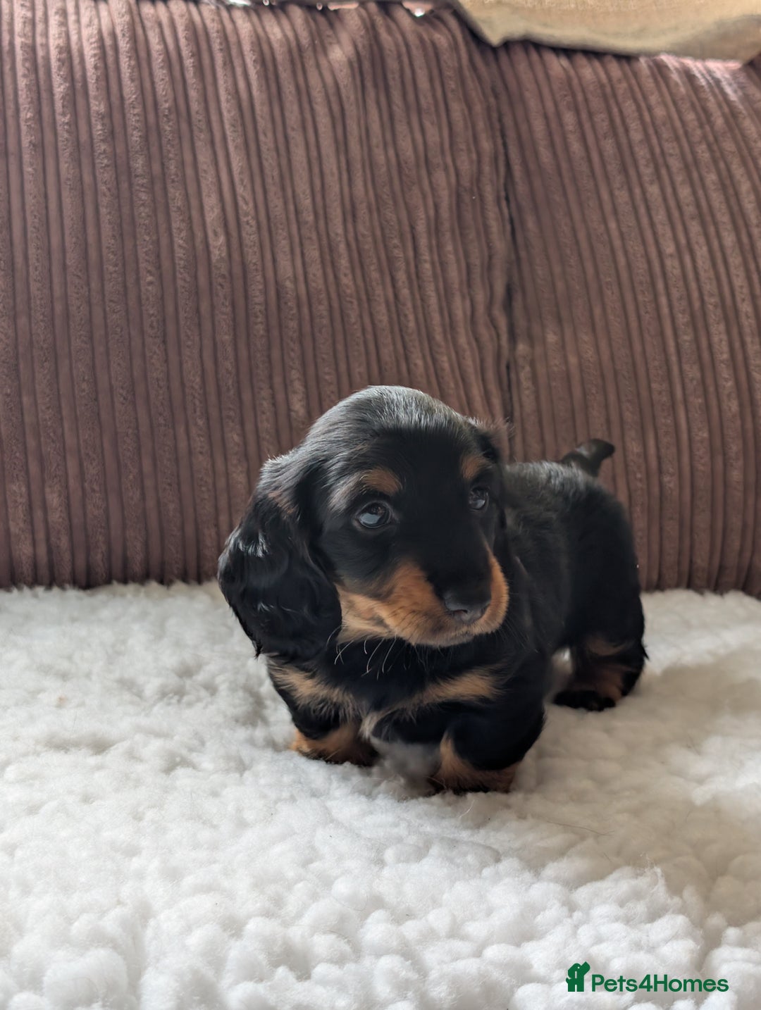 Miniature Dachshund dogs for sale: Male Miniature Dachshund Puppy  - Image 3