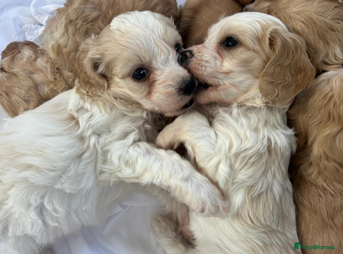 Mixed Breed dogs READY IN 2 WEEKS Gorgeous Apricot Cockapoo puppies - Advert 12