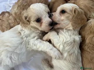 Mixed Breed dogs READY IN 2 WEEKS Gorgeous Apricot Cockapoo puppies - Advert 12