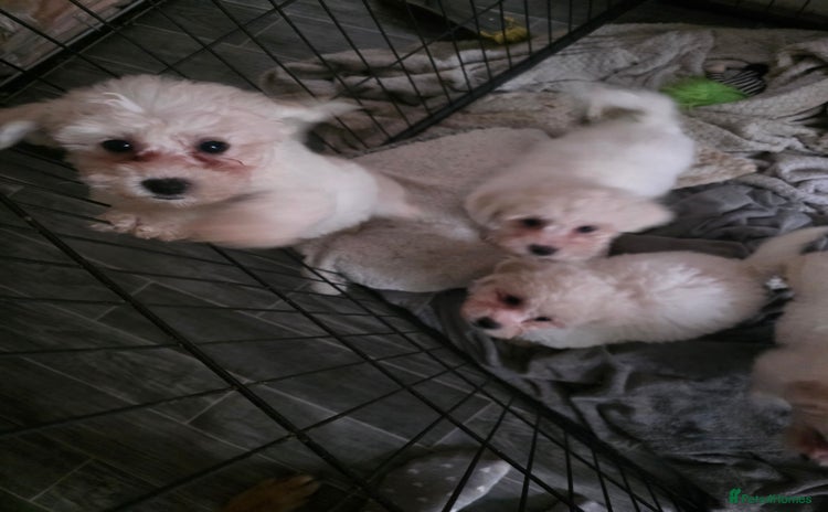 Bichon Frise dogs - Advert 1