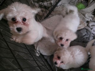 Bichon Frise dogs - Advert 1