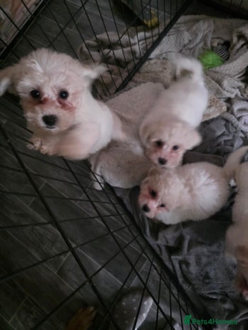 Bichon Frise dogs - Advert 1